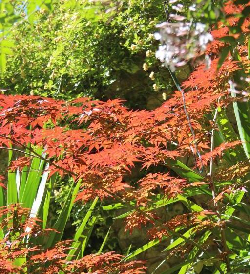 פנסיון Le Patio