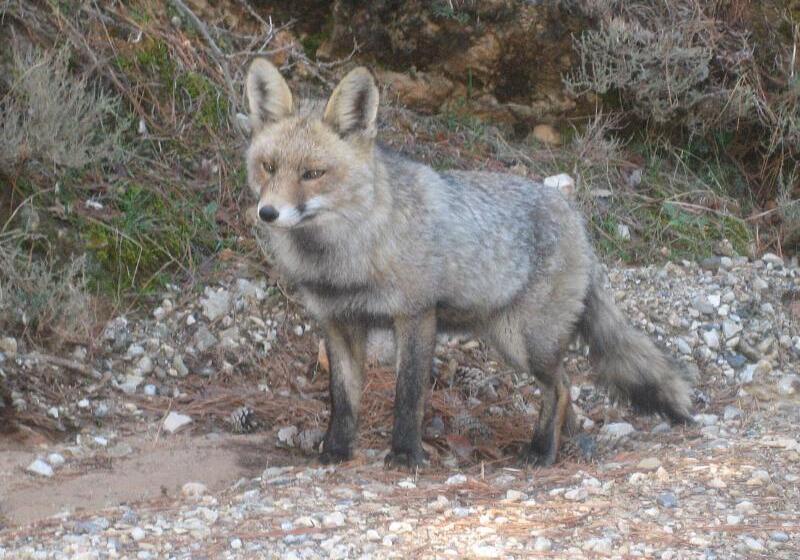 Apartamentos Rurales Campillo