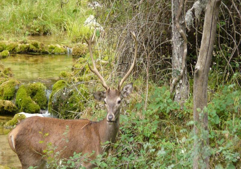 Apartamentos Rurales Campillo