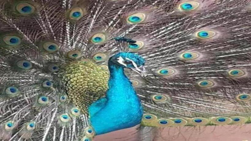 בית מלון כפרי Dongguan Mcb Lake