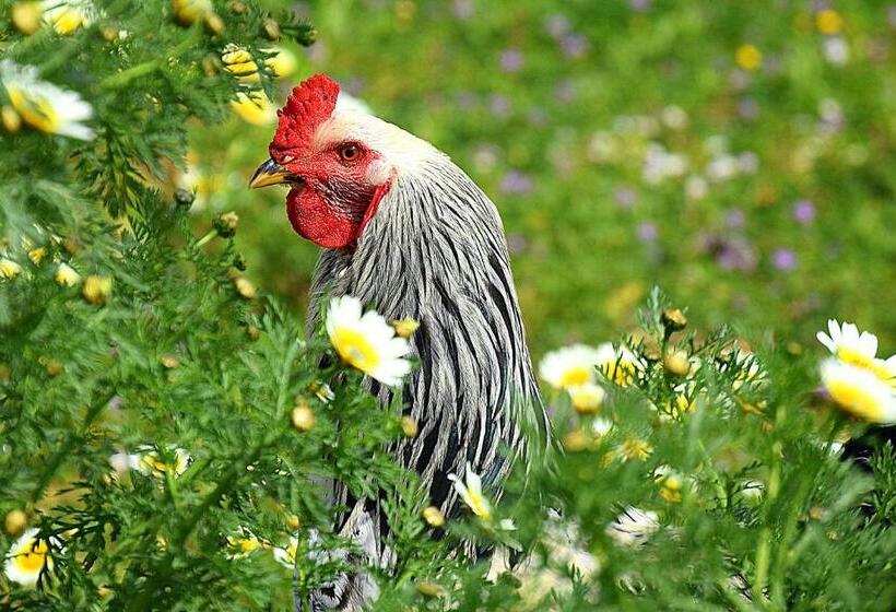 בית מלון כפרי Petit Hotel Es Figueral