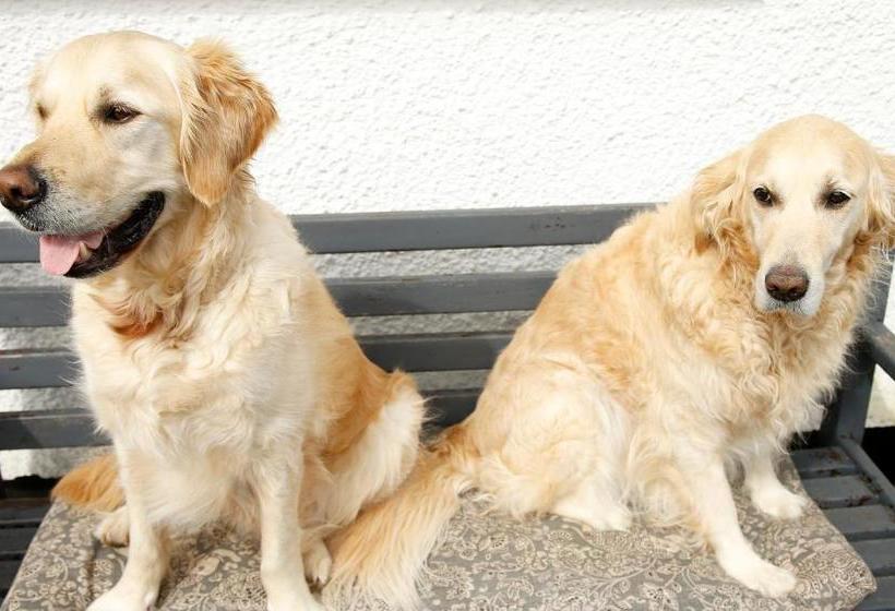 住宿加早餐  The Dog House, Penryn