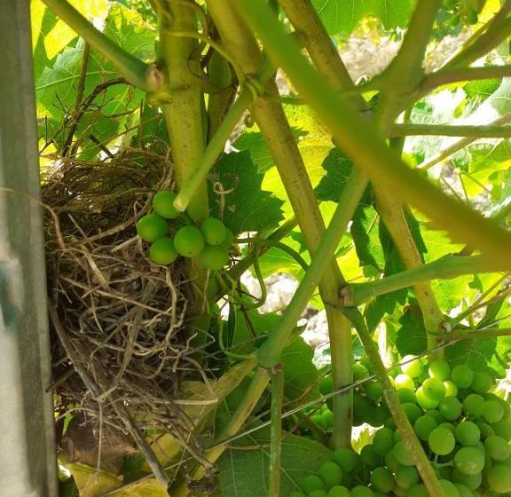 فندق Tenuta Grimaldi Wine Resort