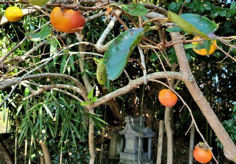 بنسيون Kominka Art Museum Villa