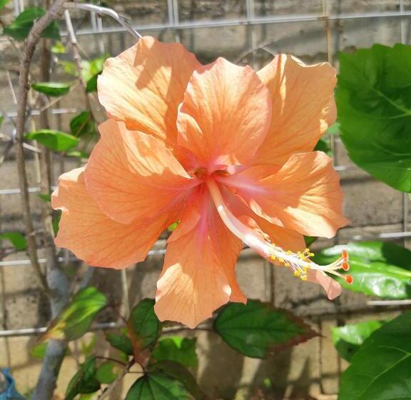 ホテル ハイビスヤブ