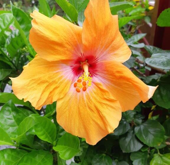 ホテル ハイビスヤブ