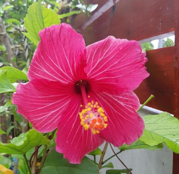 ホテル ハイビスヤブ