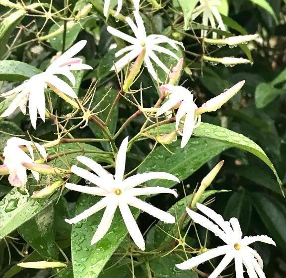 Pensionat Travelers House おーさんてぃん青空舎