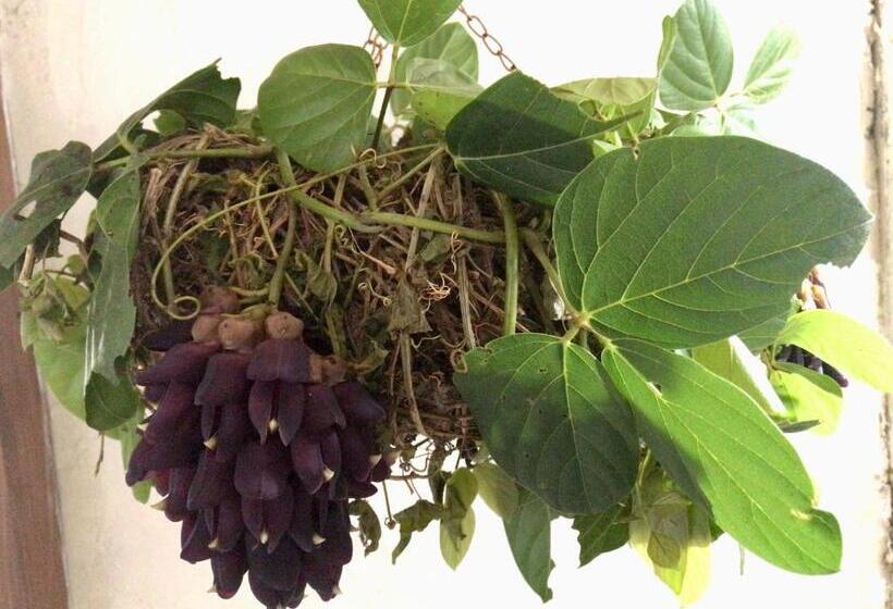 Pensionat Travelers House おーさんてぃん青空舎