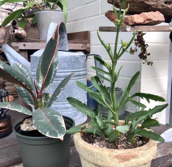 Pensionat Travelers House おーさんてぃん青空舎