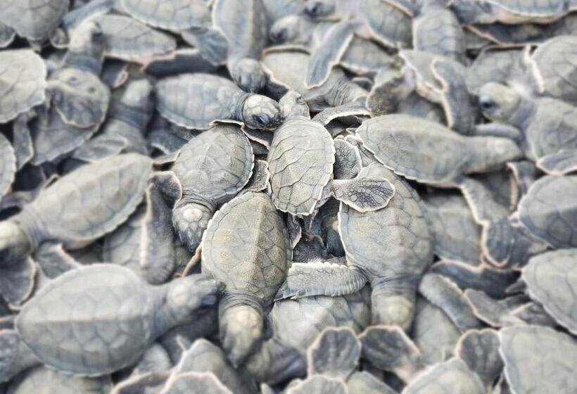 هاستل Posada El Esfuerzo