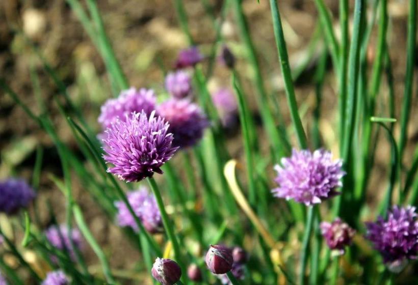住宿加早餐 Safranière De La Venelle Du Moulin