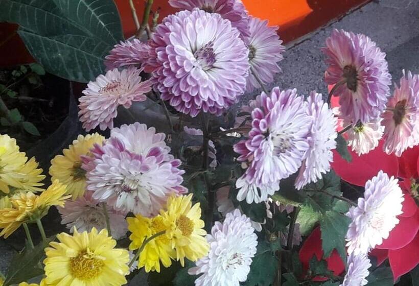 酒店 Vamoose Hornbill