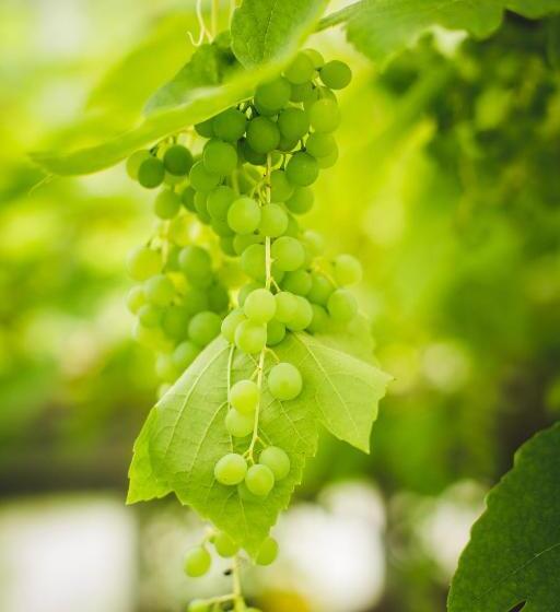 Abbie's Garden Bed & Breakfast