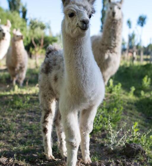 호스텔 La Comarca Del Jarillal