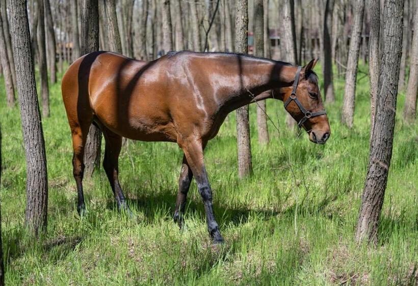 צימר Király Lovastanya Panzió