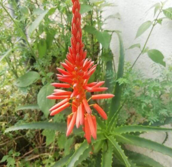 ホテル Casa Medina