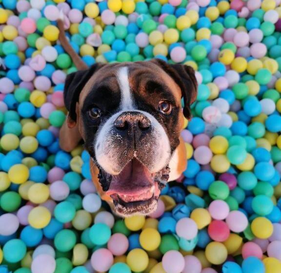 酒店 Chalets Franciska Major, Pro Village