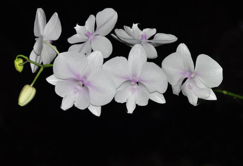 Отель Hostal La Casa De Rodrigo