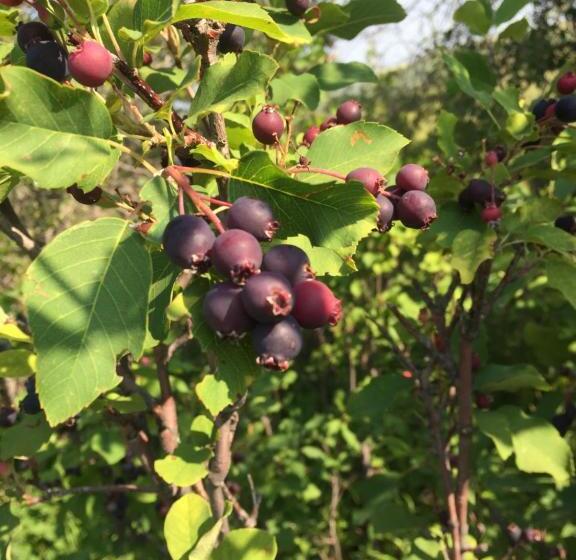 Misty Ridge Retreat B&b