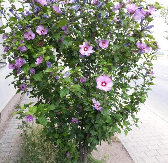 פנסיון Berunka