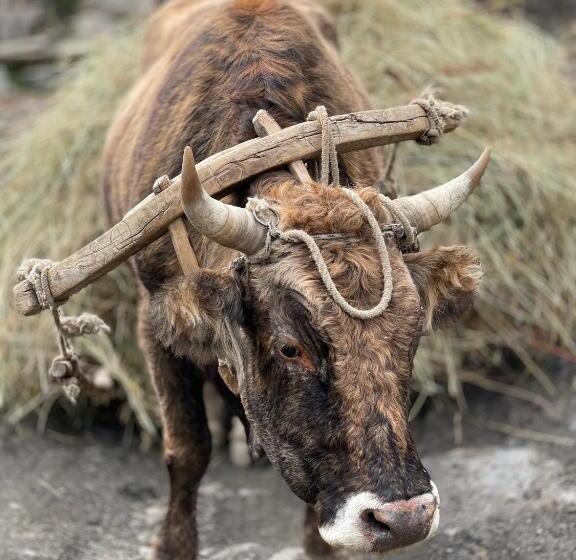 پانسیون Guesthouse Nashgobi