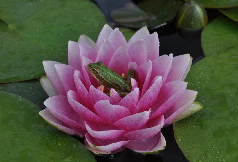 펜션 Maison D'hôtes Les Rainettes