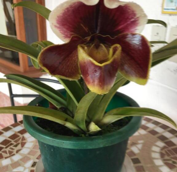 تختخواب و صبحانه Hosteria Shell