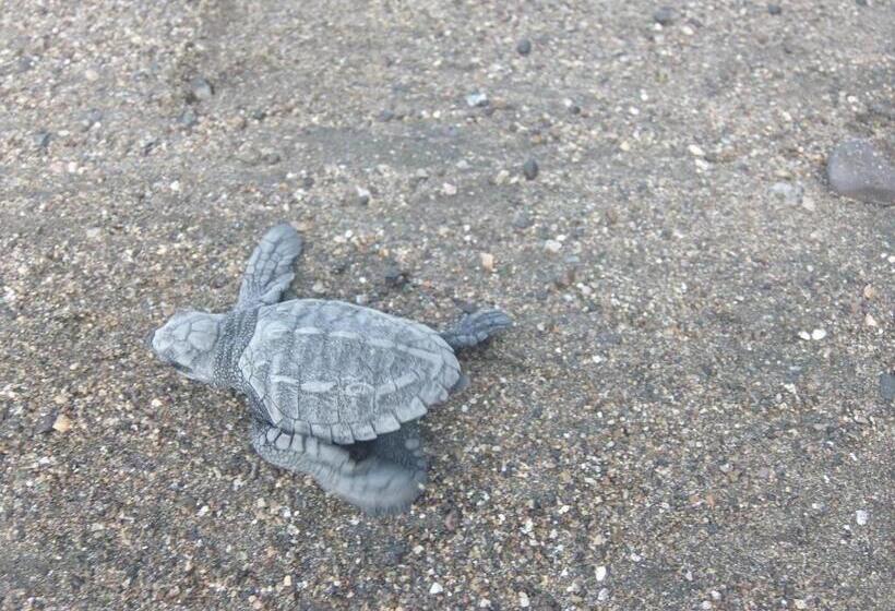 호텔 Cabañas Refugio Salomon