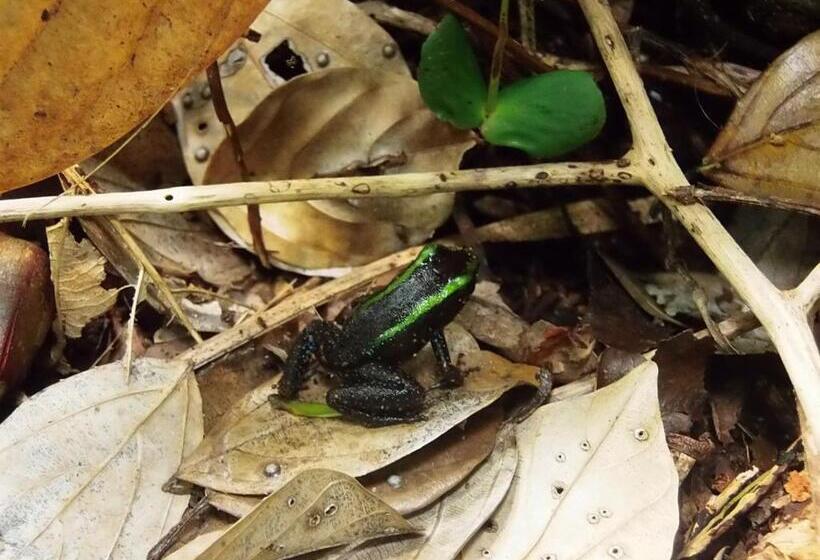 호텔 Cabañas Refugio Salomon