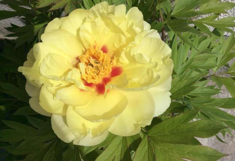 בית מלון כפרי Ferienbauernhof Koller    Urlaub Am Bauernhof