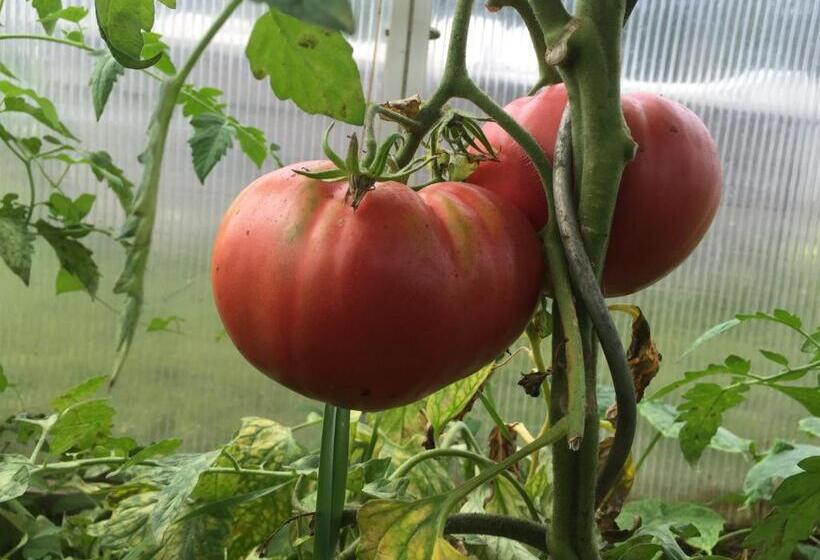 בית מלון כפרי Ferienbauernhof Koller    Urlaub Am Bauernhof