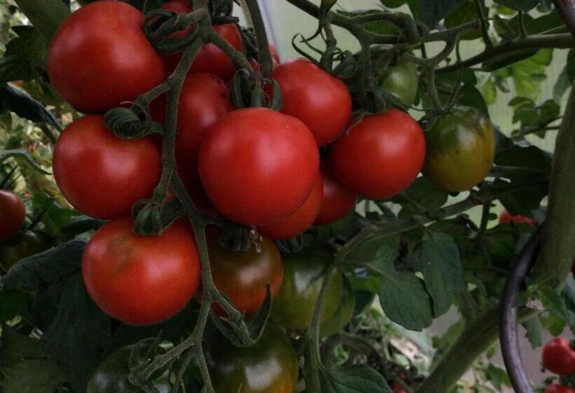 בית מלון כפרי Ferienbauernhof Koller    Urlaub Am Bauernhof