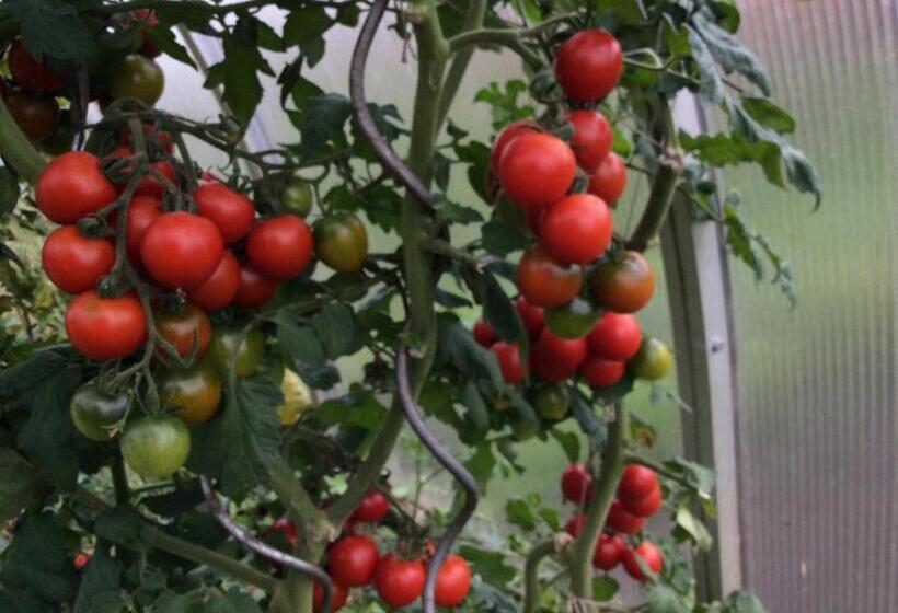 בית מלון כפרי Ferienbauernhof Koller    Urlaub Am Bauernhof