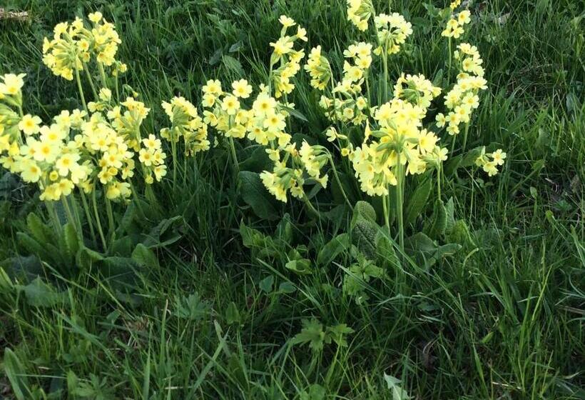בית מלון כפרי Ferienbauernhof Koller    Urlaub Am Bauernhof