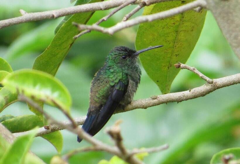 ホテル Finca Boutique El Diamante