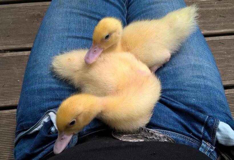 בית מלון כפרי Funny Farm