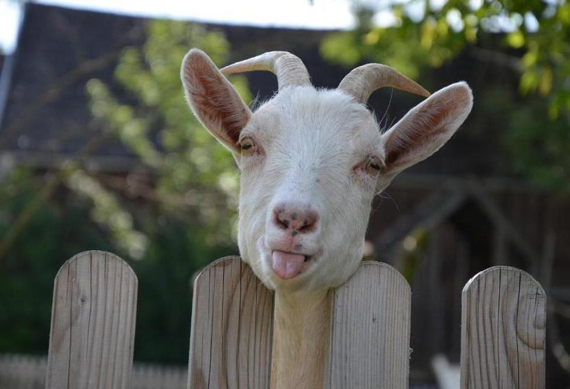 هتل Gasthof Pension Walther