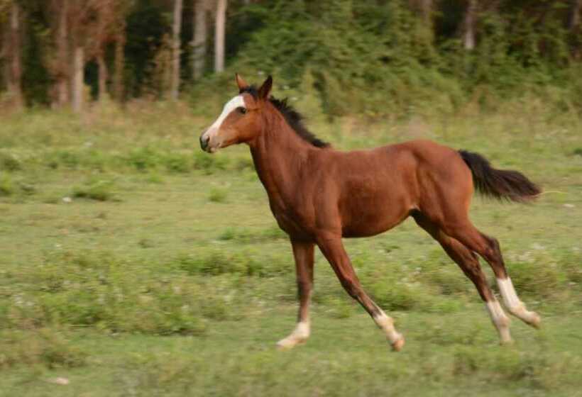 בית מלון כפרי Hacienda Santa Clara