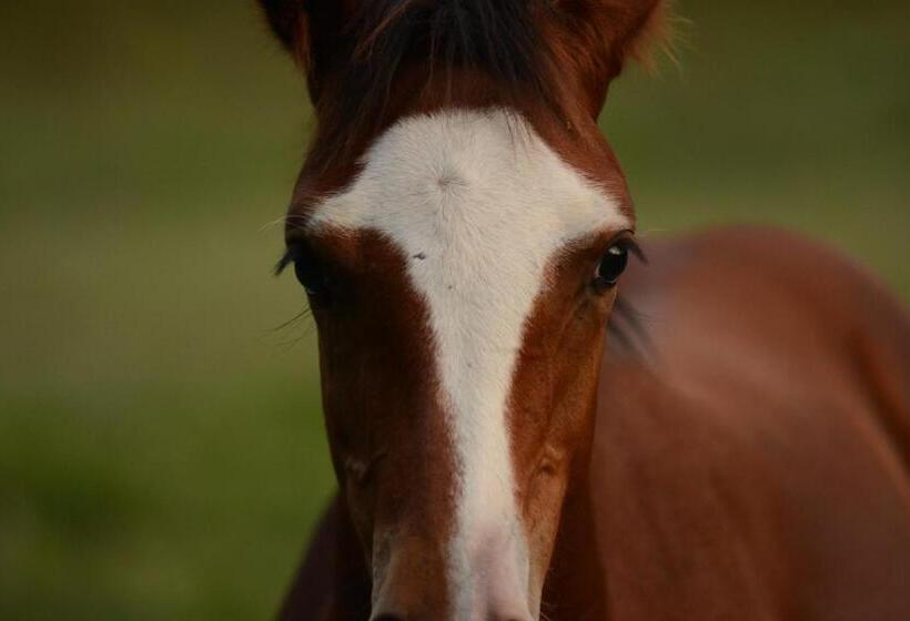 בית מלון כפרי Hacienda Santa Clara