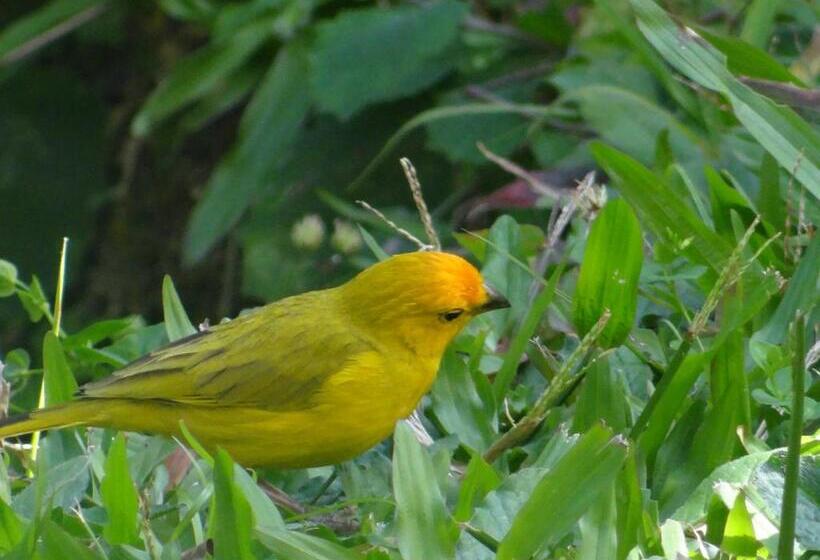 בית מלון כפרי Palestina Eco