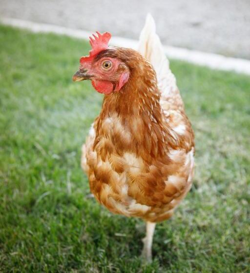 Пансион La Ferme De La Chassagne