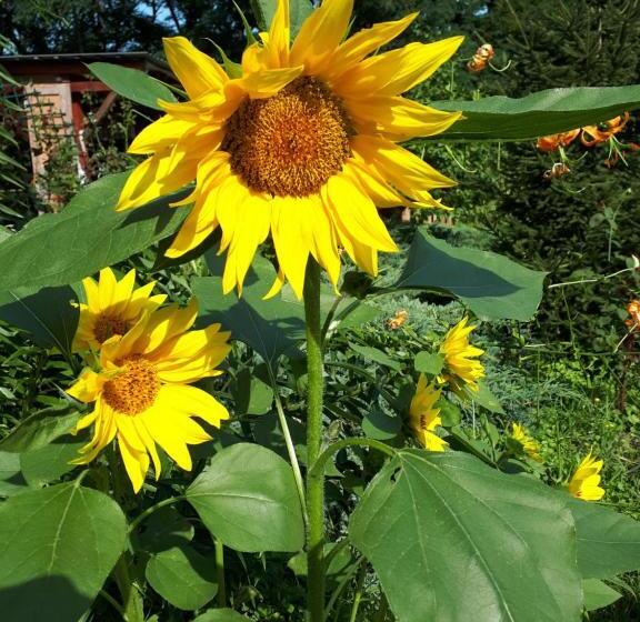 膳宿费 Magdolna Vendégház Magánszálláshely