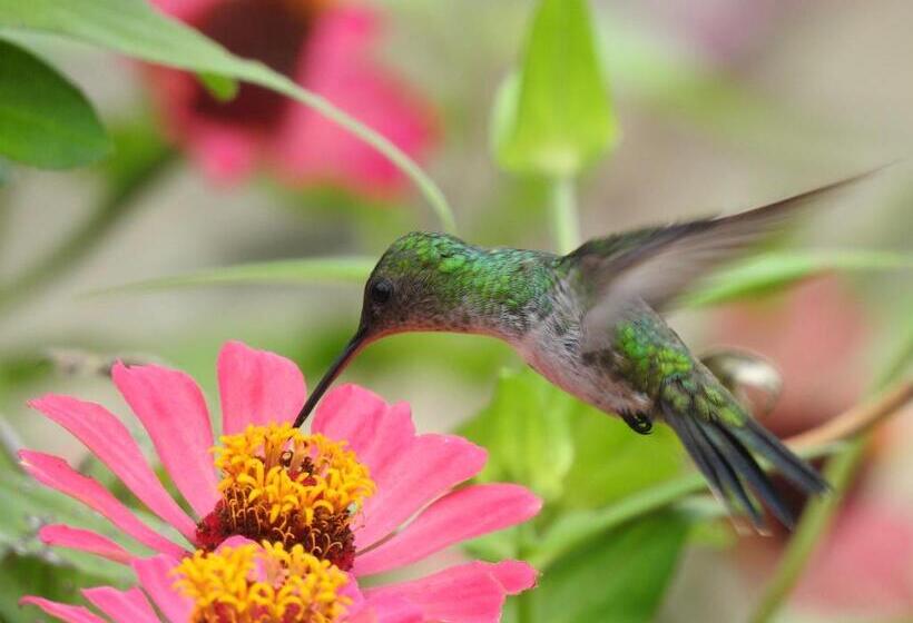 پانسیون Quinta El Mamey