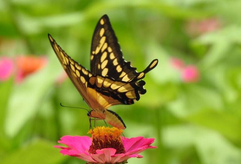 پانسیون Quinta El Mamey