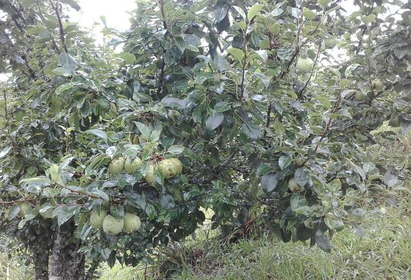 פנסיון Sitio Pinhal