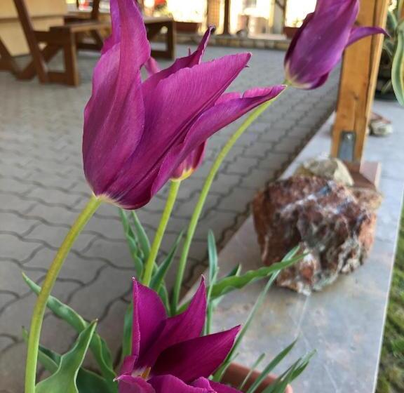 פנסיון Tiszafa Vendégház Szentgál