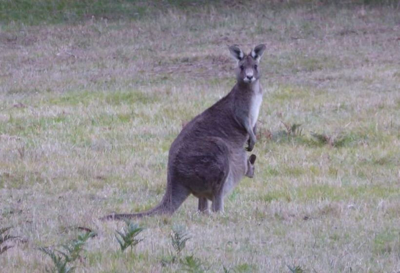 צימר Deloraine Homestead