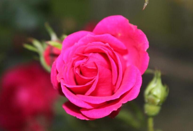 Bed and Breakfast Les Logis Du Breuil