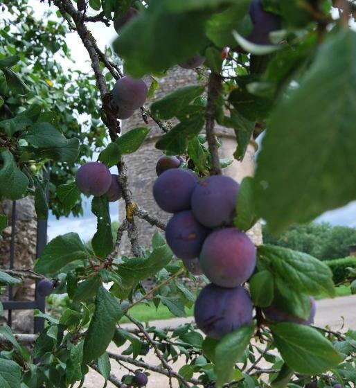 צימר Mas De Garrigue